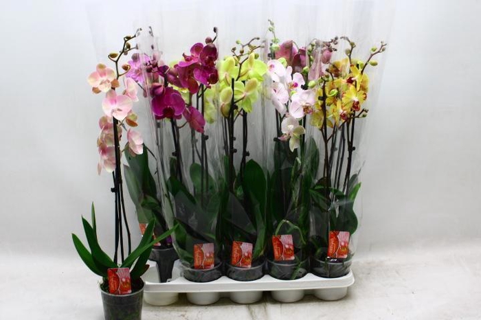 <h4>PHAL GEM 7 KL</h4>