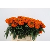 TAG E PROMISE ORANGE