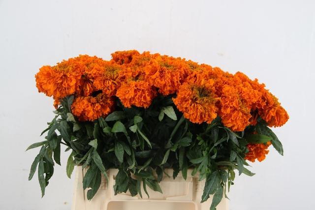 <h4>TAG E PROMISE ORANGE</h4>