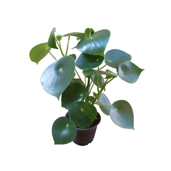 <h4>PEPEROMIA POLYBOTRYA RAINDROP P14</h4>