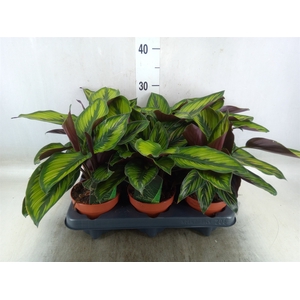 Calathea  'Beautystar'