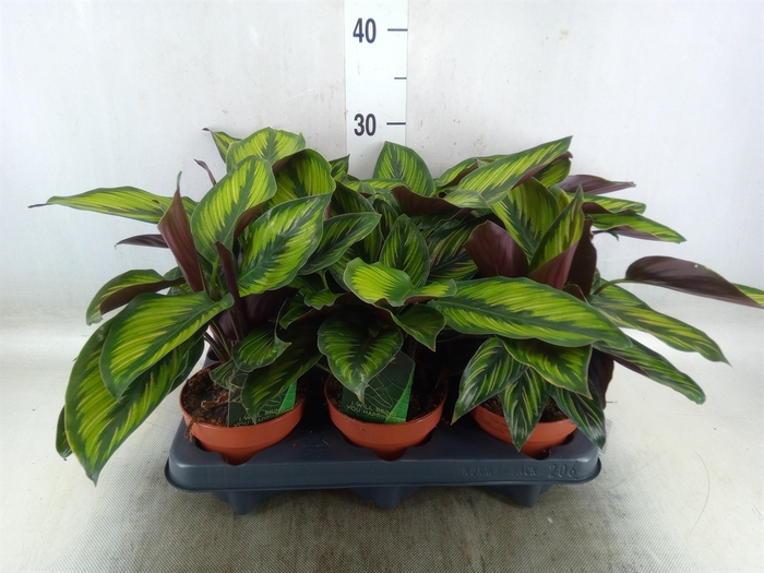 <h4>Calathea  'Beautystar'</h4>