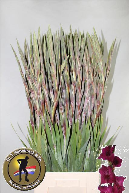 <h4>GLAD GR MAHLER</h4>