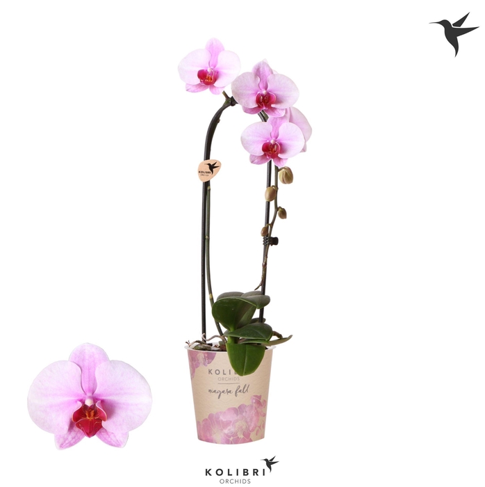 <h4>Kolibri Orchids Cascade Niagara Fall pink 1 spike</h4>