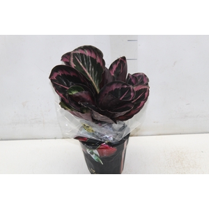 CALATHEA SURPRISE STAR P12