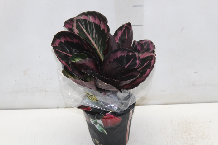 <h4>CALATHEA SURPRISE STAR P12</h4>