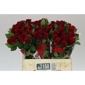 Rosa Gr Red Torch