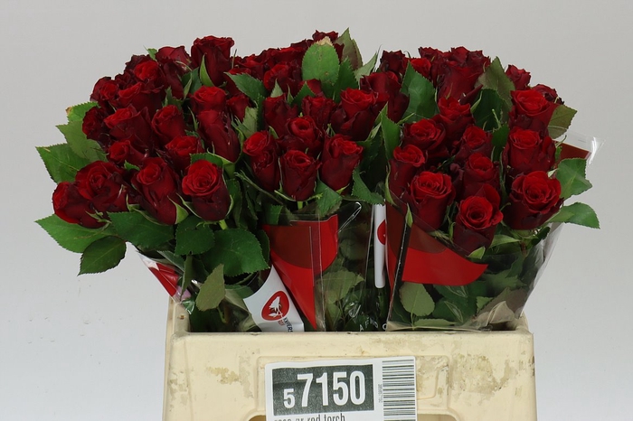 <h4>Rosa Gr Red Torch</h4>