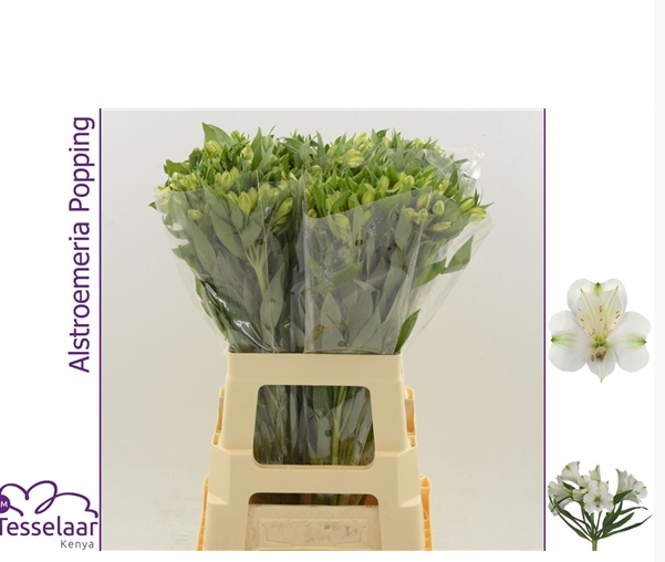 <h4>ALSTR WHITE SWAN</h4>