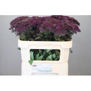 Trachelium Purple Lake Michigan Gemaal