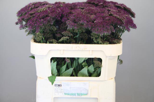 <h4>Trachelium Purple Lake Michigan Gemaal</h4>