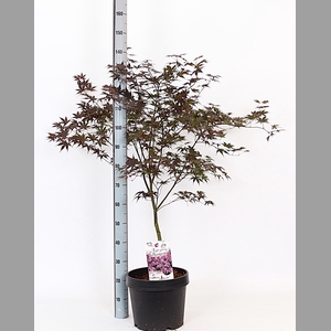 ACER PA BLOODGOOD