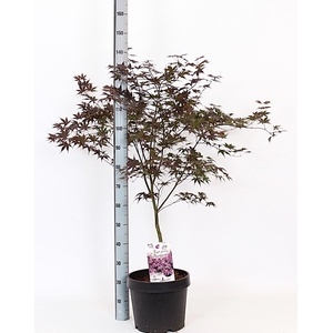 ACER PA BLOODGOOD