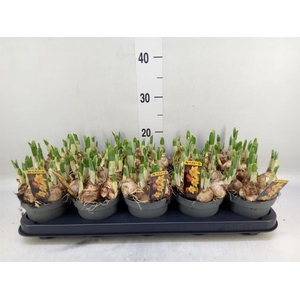 Narcissus cycl. 'Jetfire'