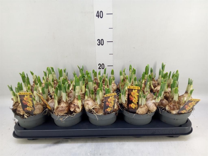 <h4>Narcissus cycl. 'Jetfire'</h4>