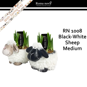 1008 - Black white sheep medium (Tete a Tete)
