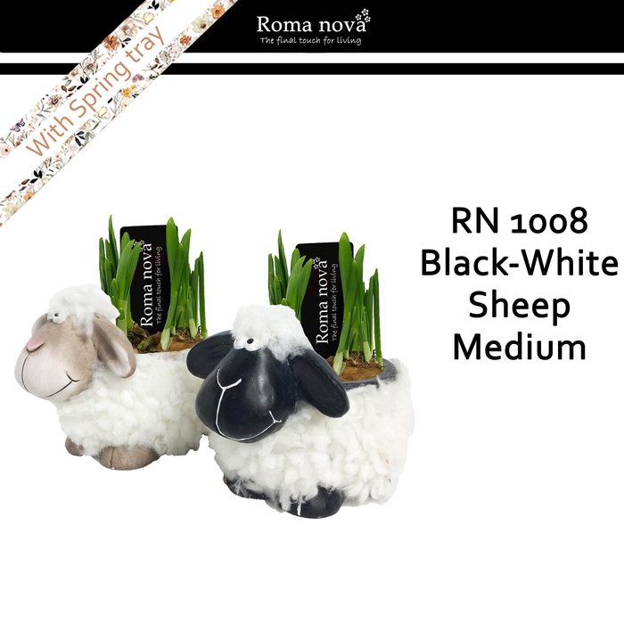 1008 - Black white sheep medium (Tete a Tete)