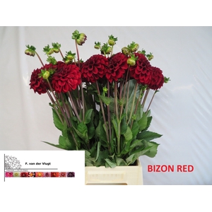DAHL BIZON ROOD