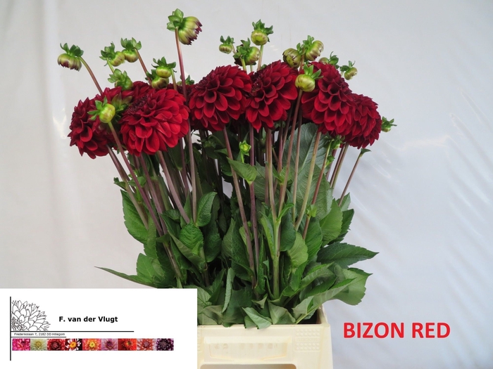 <h4>DAHL BIZON ROOD</h4>