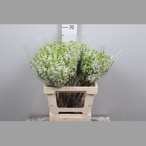 Syr Vu White Wonder 4 Kop