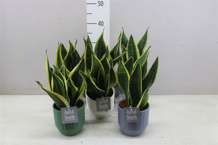 <h4>Sansevieria Tr Futura Superba Expression Keramiek</h4>