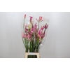 Nerine Mix