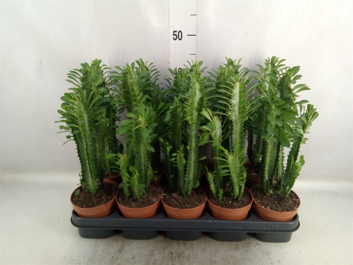 <h4>Euphorbia trigona</h4>