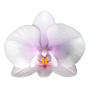 Phalaenopsis Okayama 9