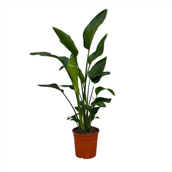 <h4>Strelitzia Nicolai - 150cm</h4>