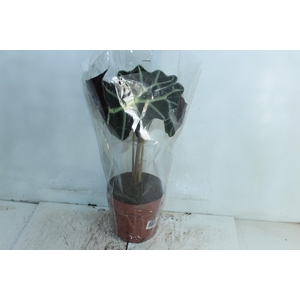 ALOCASIA POLLY P17