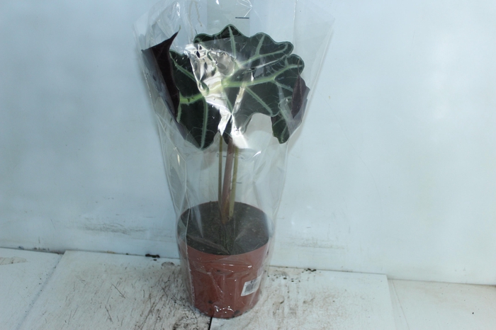 ALOCASIA POLLY P17