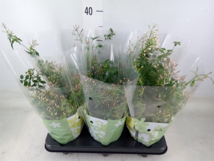 <h4>Jasminum polyanthum</h4>