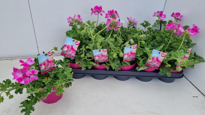 <h4>PEL GEM WELRIEKEND</h4>