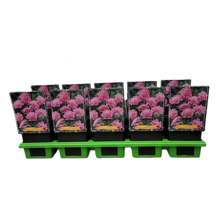 <h4>Scabiosa columb. 'Pink Mist'</h4>