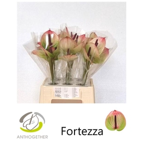 ANTH A FORTEZZA 30 Water