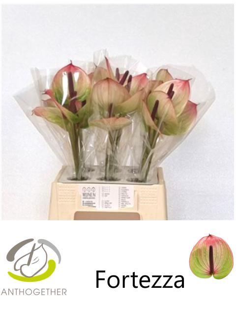 <h4>ANTH A FORTEZZA 30 Water</h4>