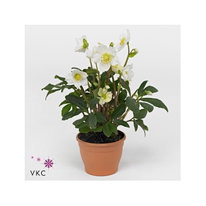 Helleborus Ni Chr Carol Standaard