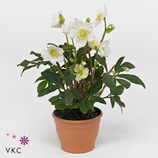 <h4>Helleborus Ni Chr Carol Standaard</h4>