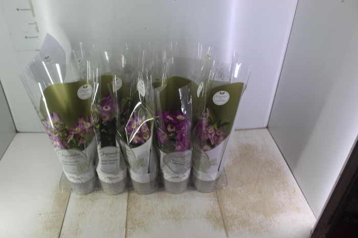 <h4>DENDROBIUM NOBILY P12</h4>