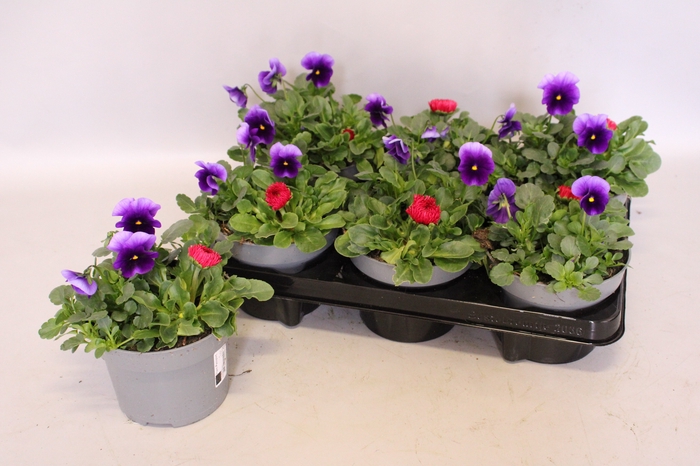 <h4>Viola Bellis 13 cm Beaconsfield, Red</h4>