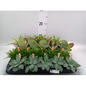 Planten  ..mix