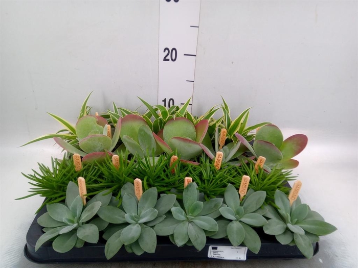 <h4>Planten ..mix</h4>