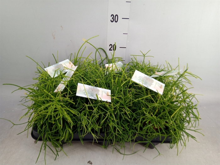 <h4>Rhipsalis baccifera 'Oasis'</h4>