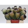 Protea Niobe