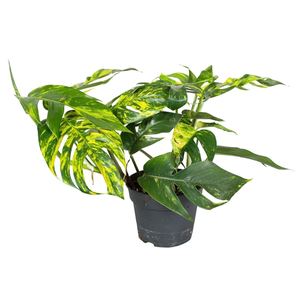 <h4>Epipremnum Pinnatum Cintho Goldfinger</h4>