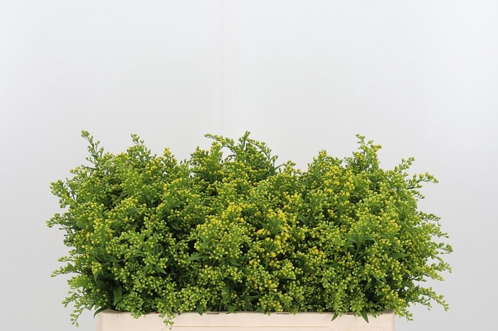 <h4>Soli Carzan Glory</h4>