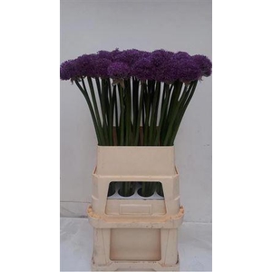 Allium Gladiator Extra