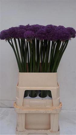 <h4>Allium Gladiator Extra</h4>