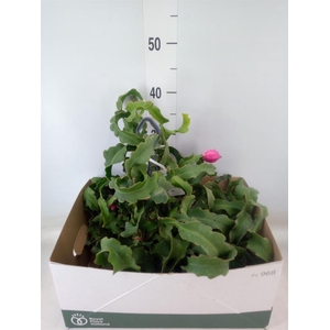 Epiphyllum guatem. var. monstrosa