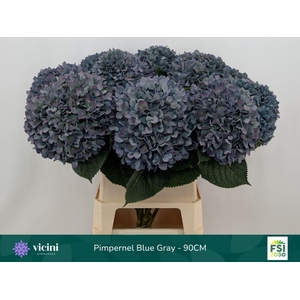 Hydrangea  'Pimpernel'  CL